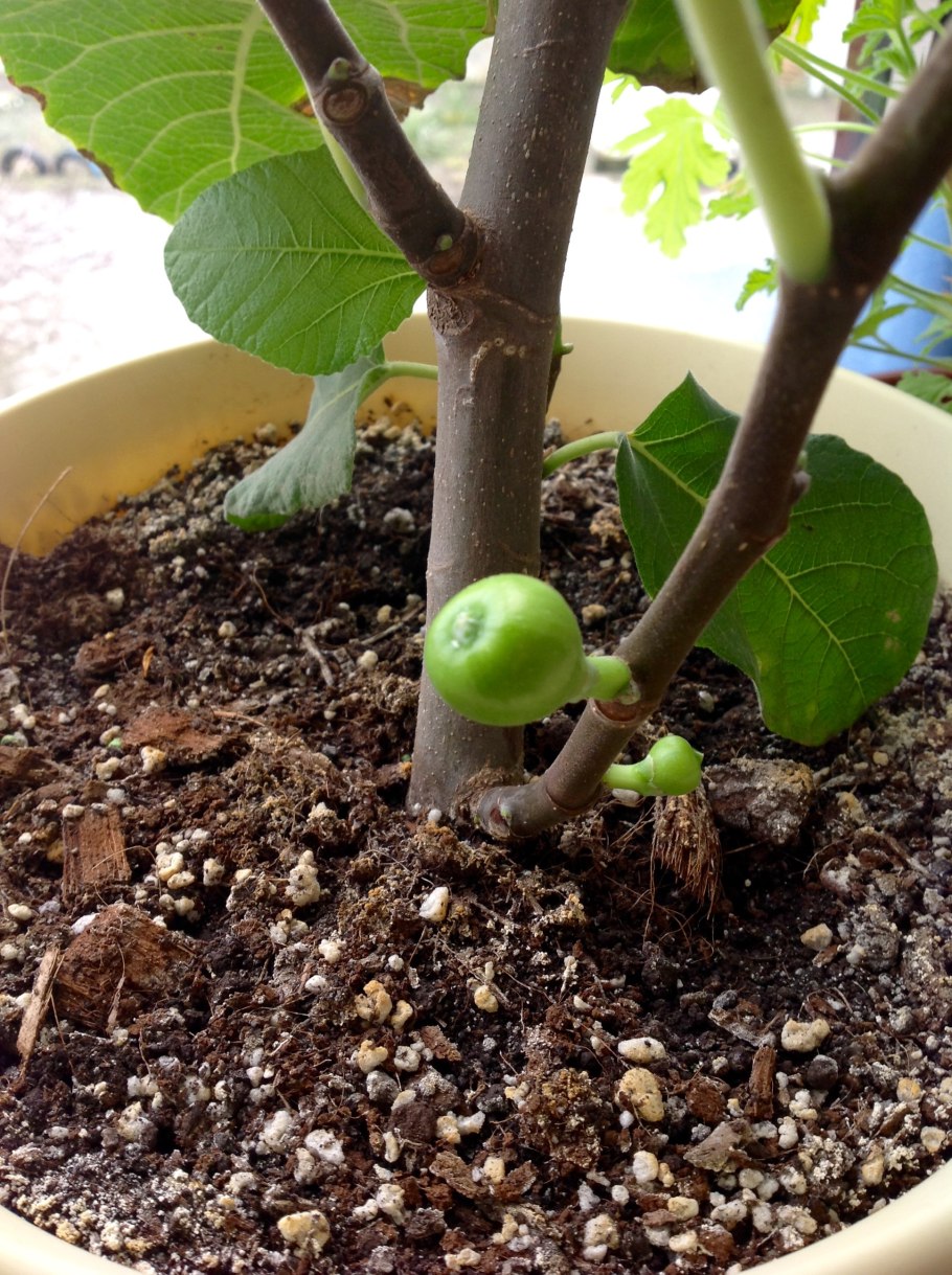 Фѝкус Карика, инжир – Ficus carica