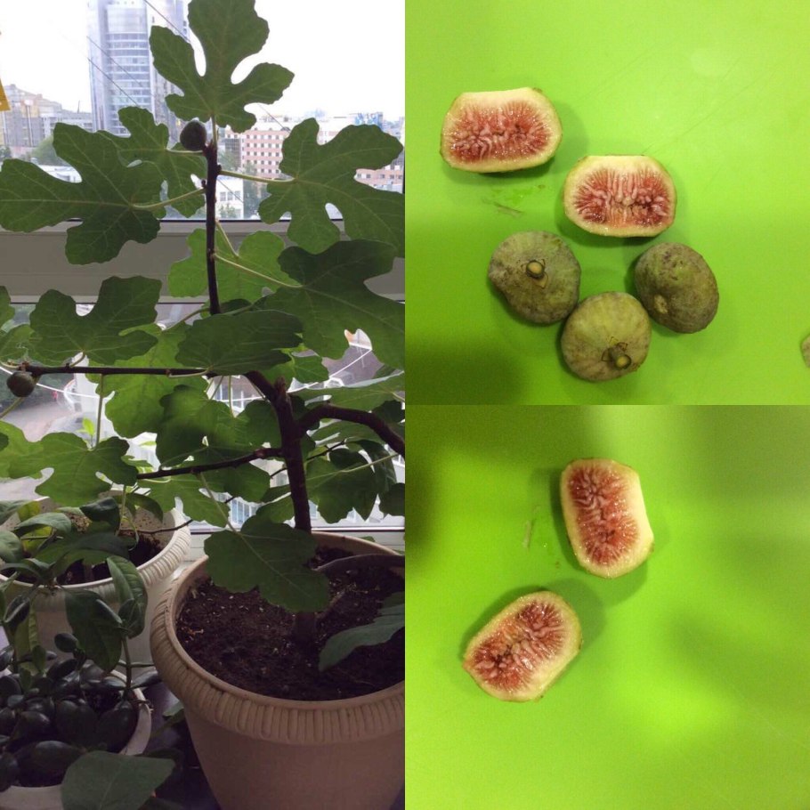 Джекфрут Росток