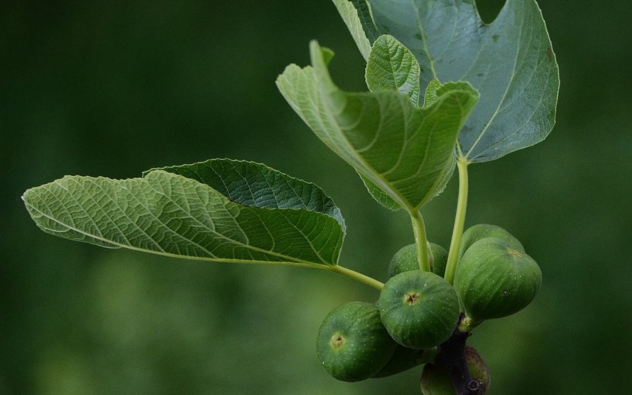 Фикус Карика, инжир (30)