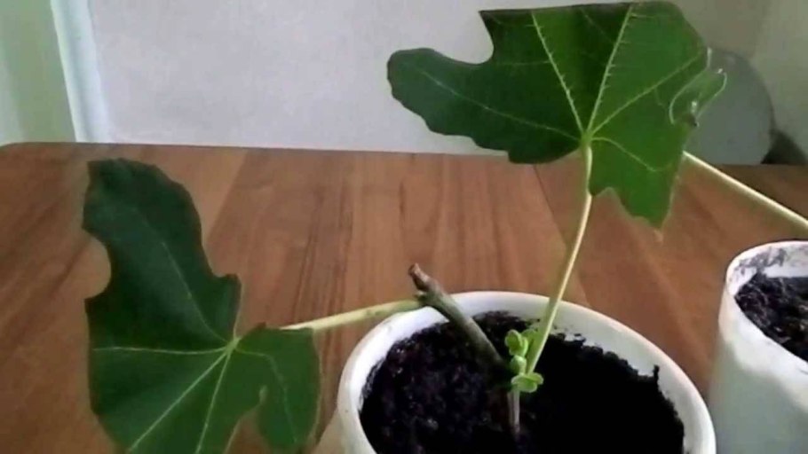 Фиговое дерево черенок