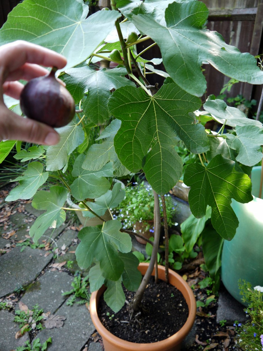 Укоренение черенков инжира