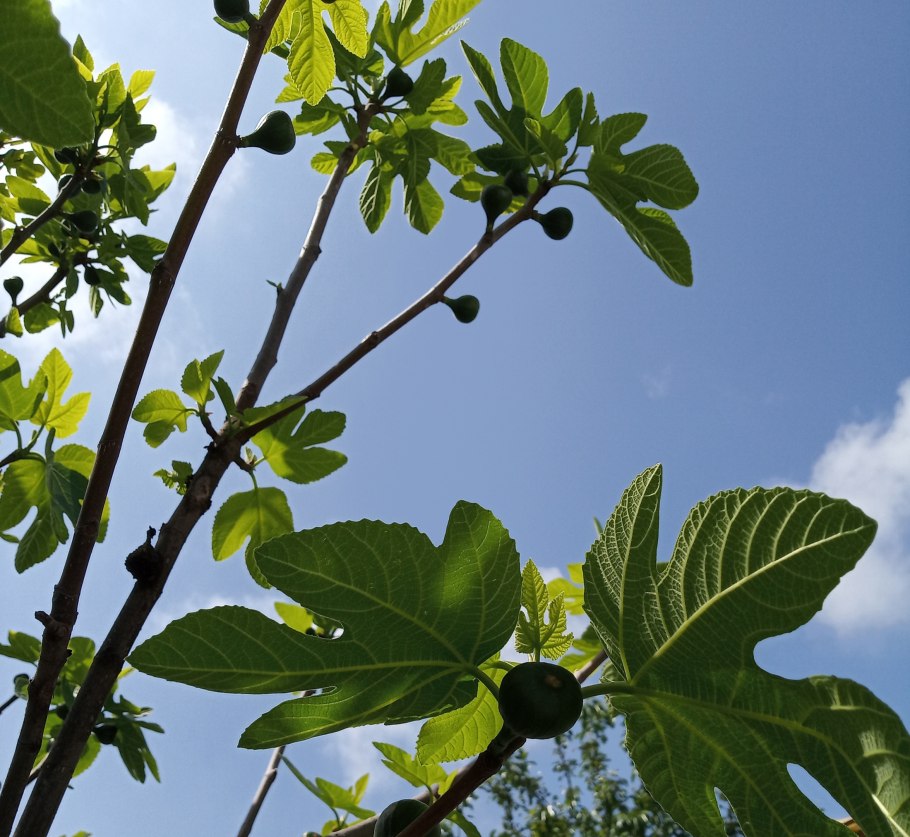 Инжир дерево