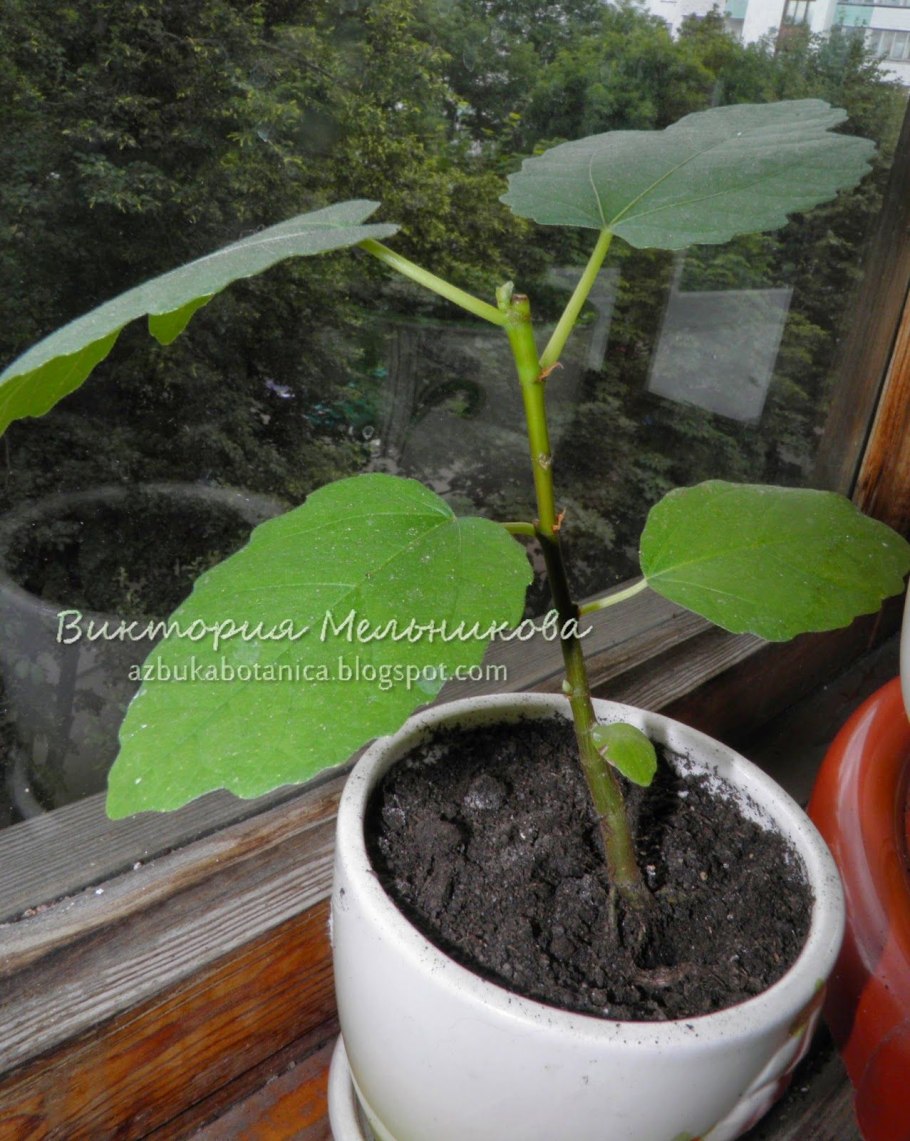 Ростки инжира из семян