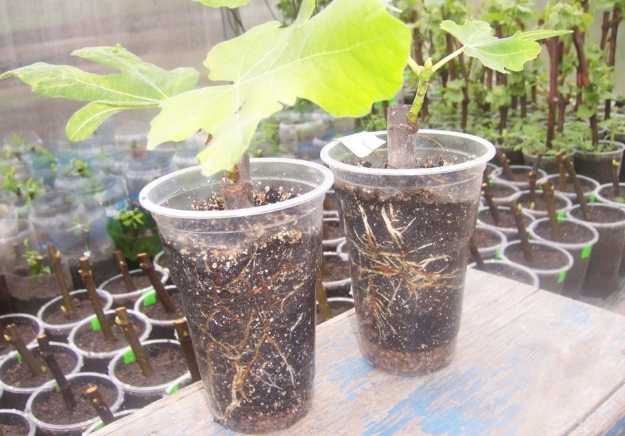 Фикус Карика, инжир (100)