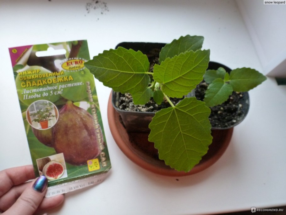 Инжир Аэлита