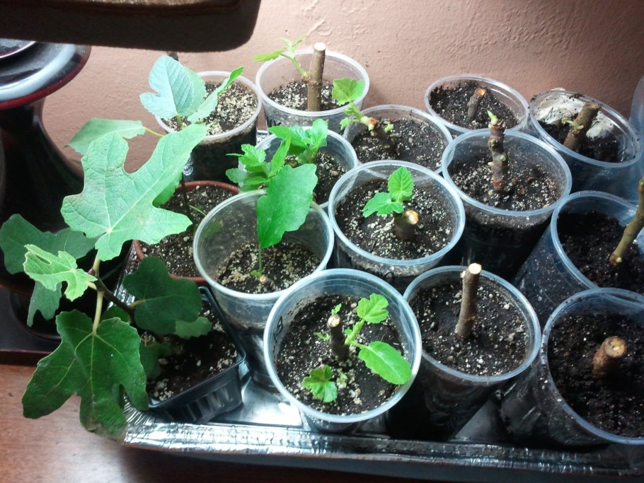 Инжир растение Росток