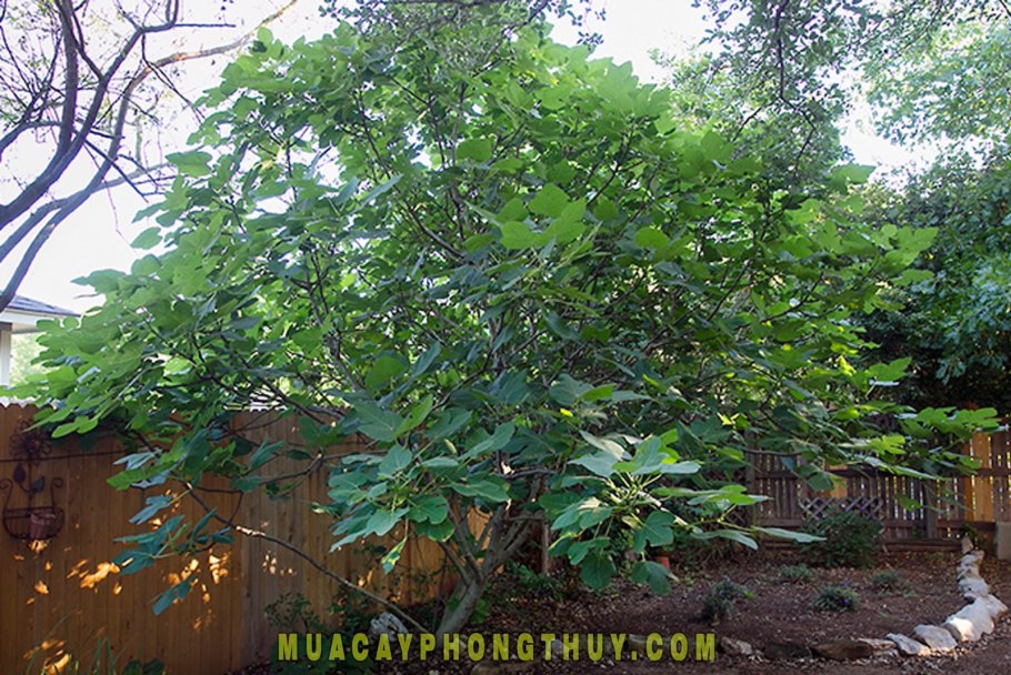 Инжир Карика (Ficus carica Sultane p12)