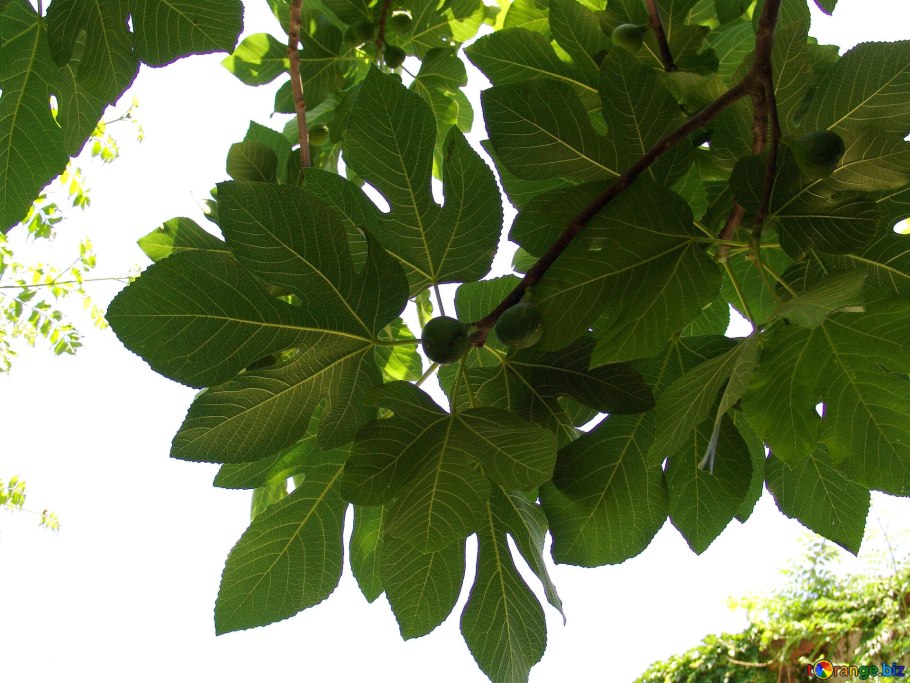 Фейхоа и инжир