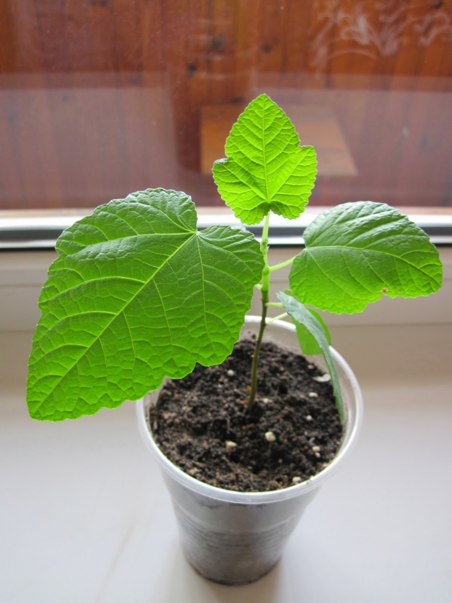 Инжир комнатный сеянец