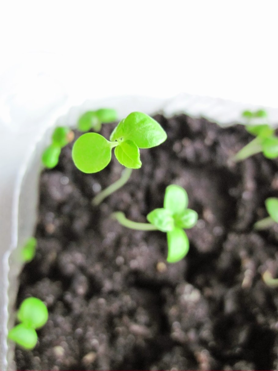 Всходы Росток яблони