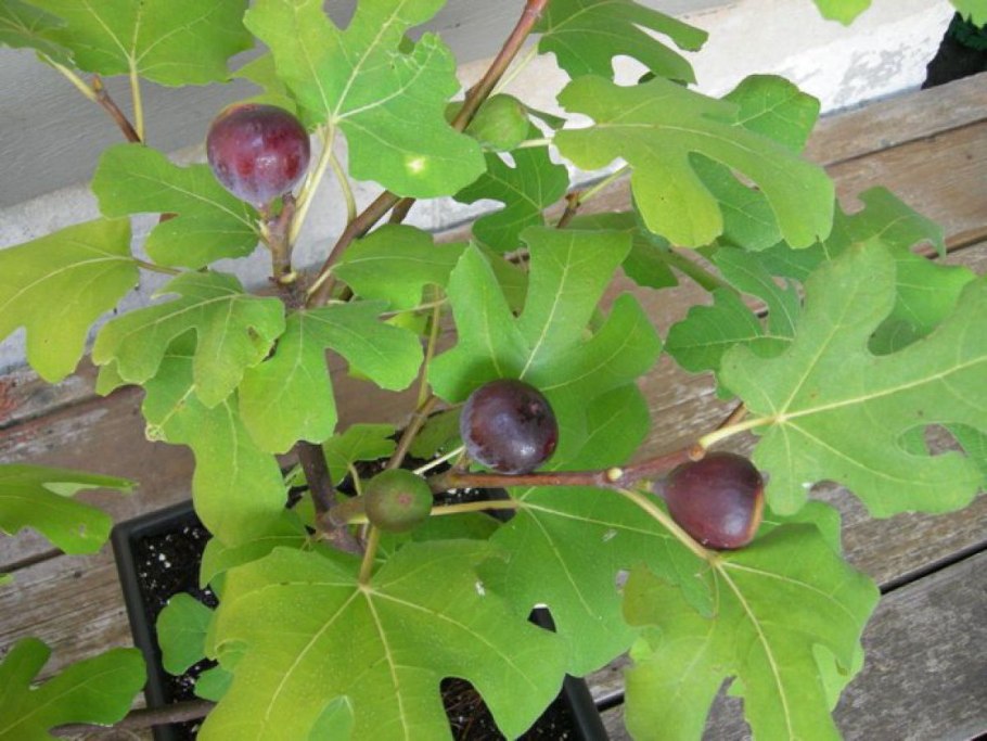 Инжир комнатный