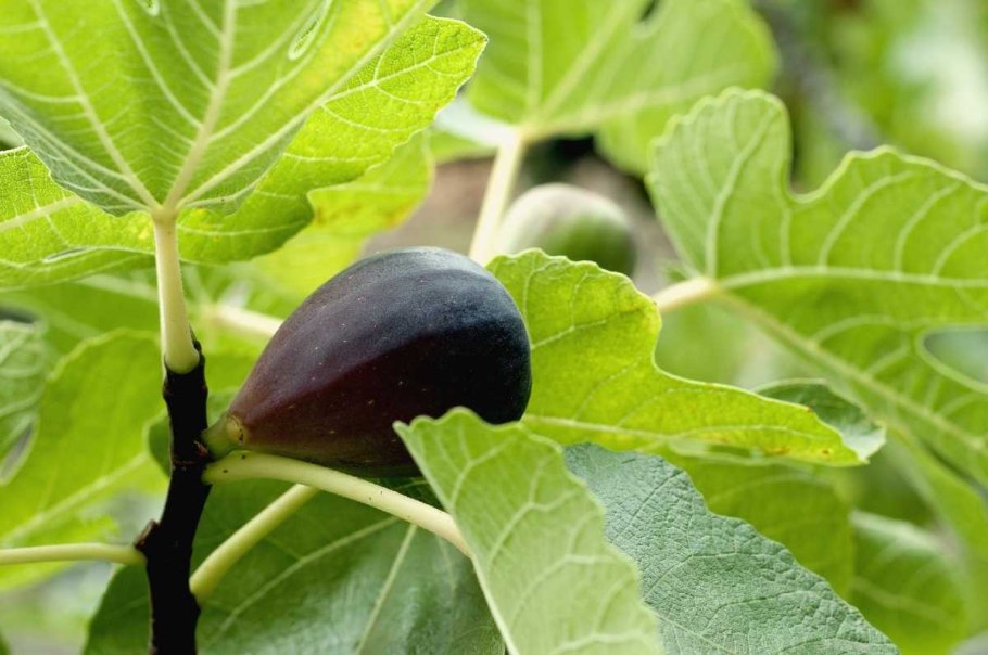 Инжир Брунсвик в горшке