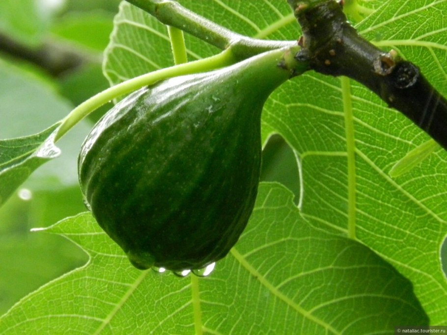 Инжир Магарачский