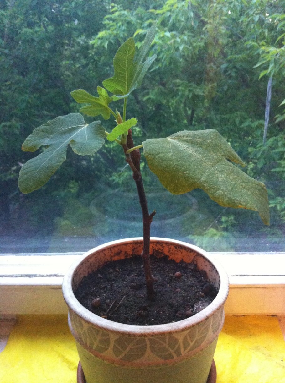 Инжир комнатный