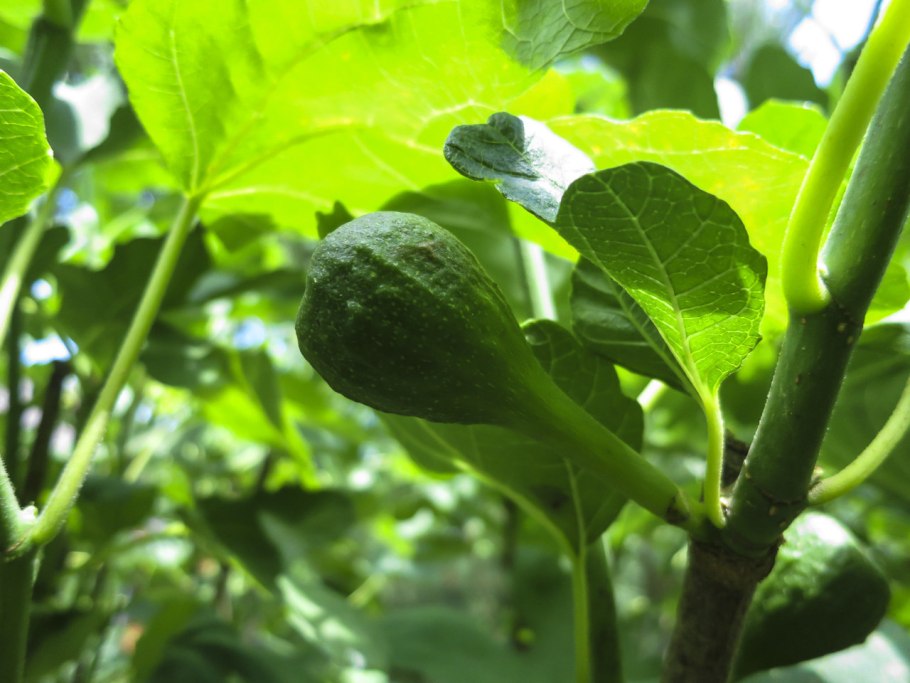 Росток инжира