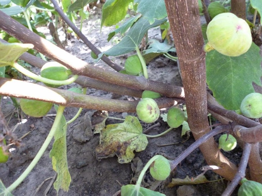 Урожайные сорта инжира