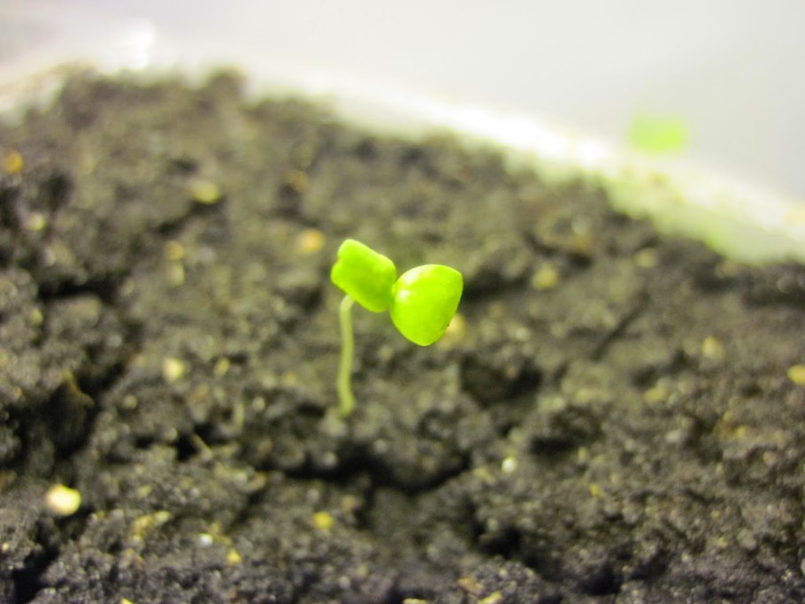 Инжир июльский (2 года)