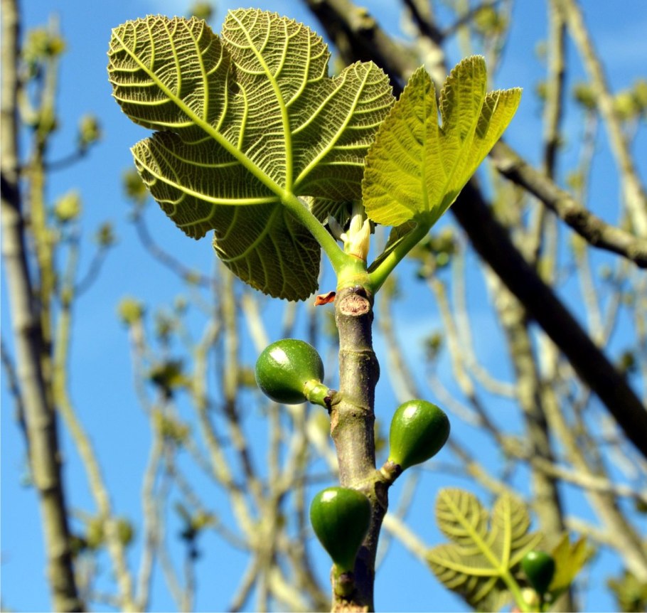 Оплодотворение инжира