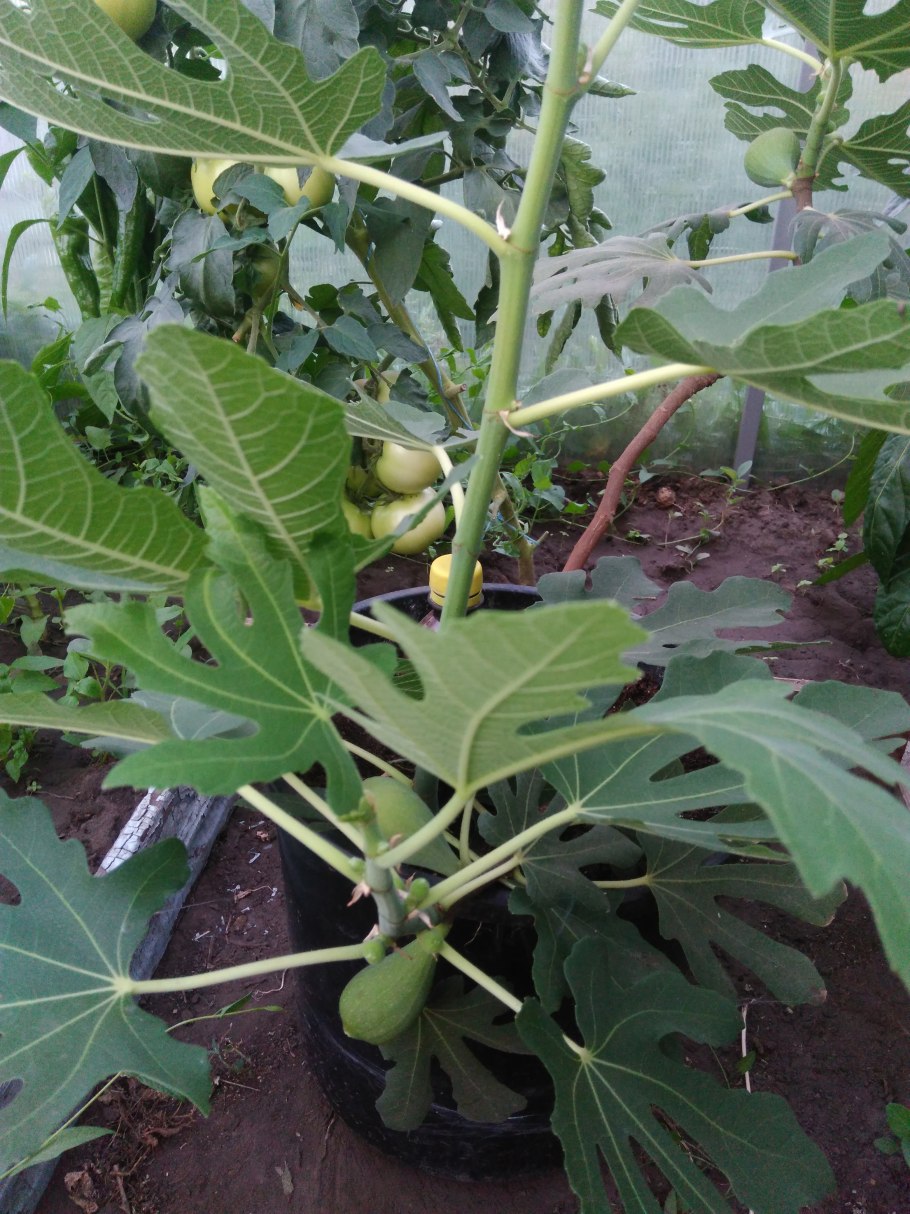 Трехлетний Росток инжира