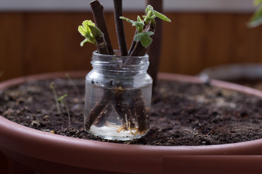 Инжир гирканский