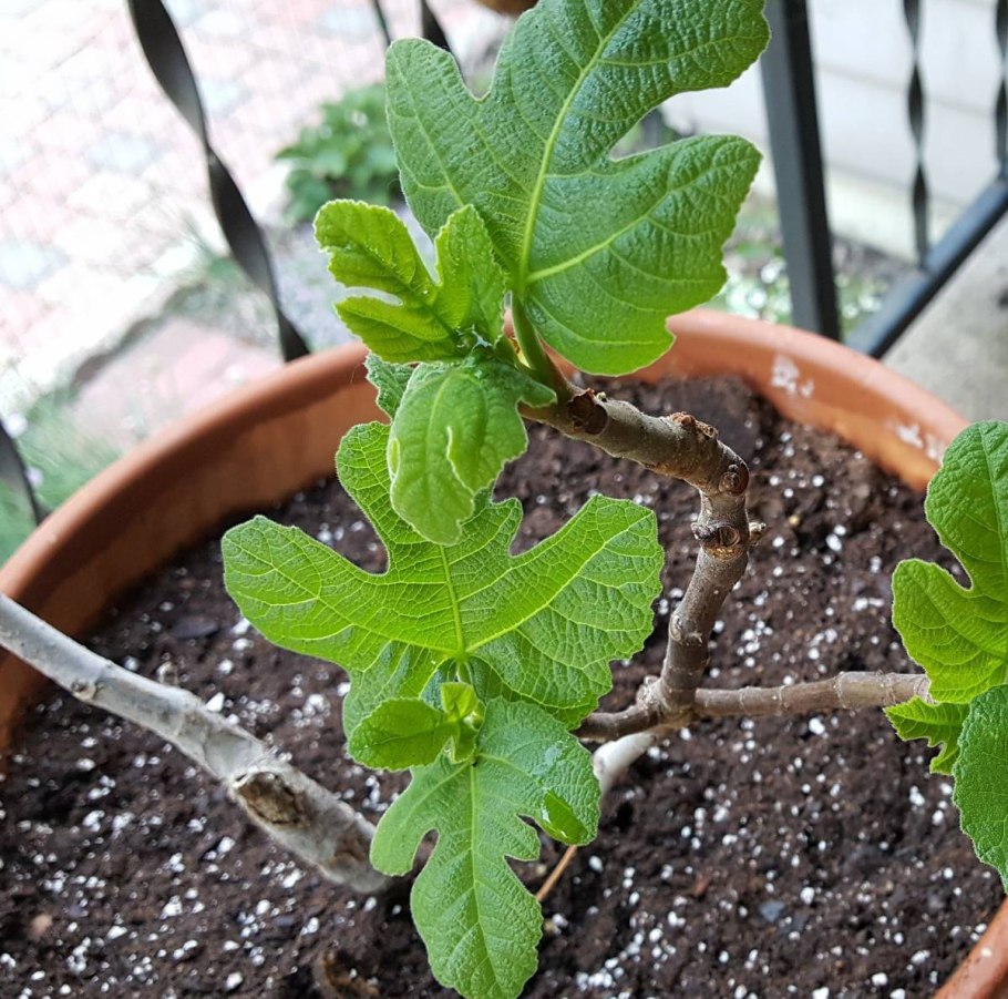 Ростки инжира из семян