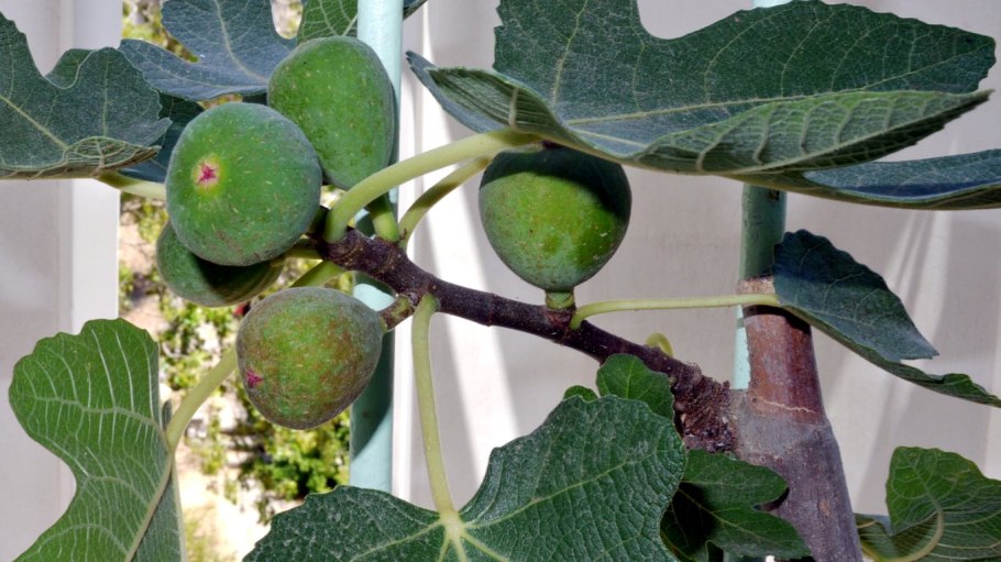 Размножение инжира черенками