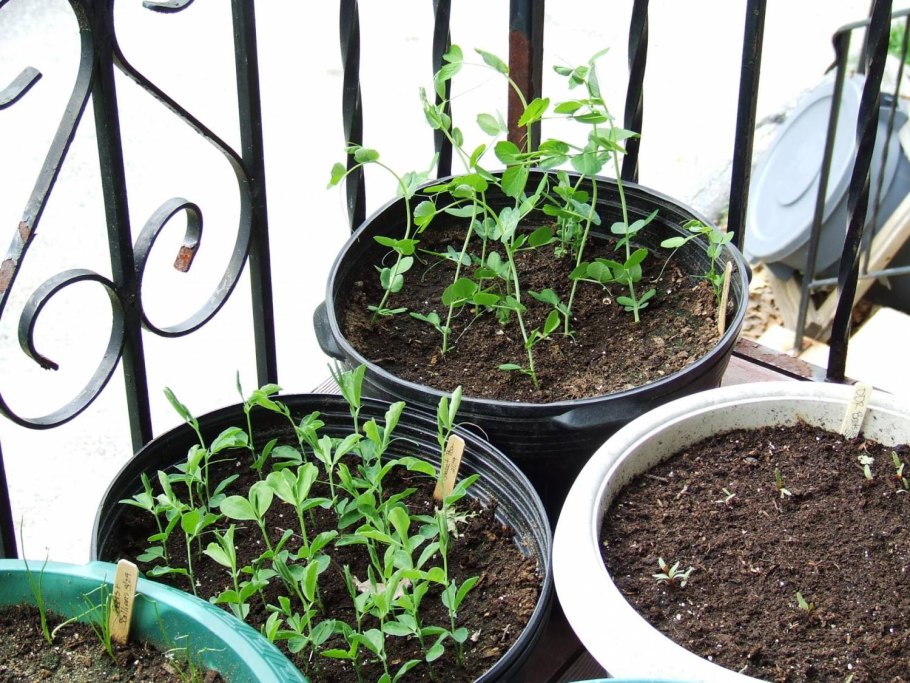 Инжир горизонтальный кордон