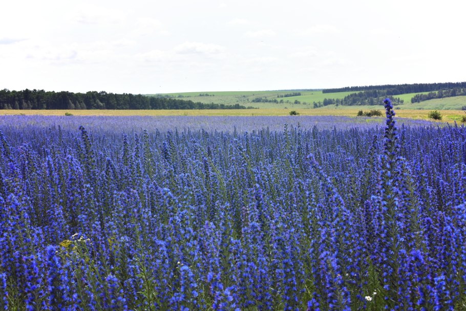 Синяк обыкновенный медонос