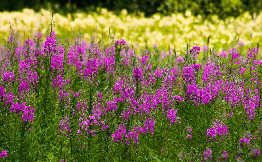 Иван-чай, хамерион узколистный, кипрей