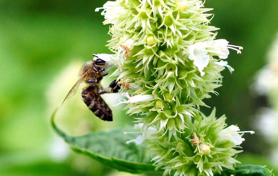 Лофант медонос