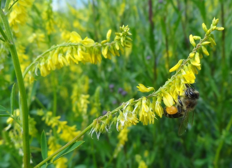 Донник желтый медонос