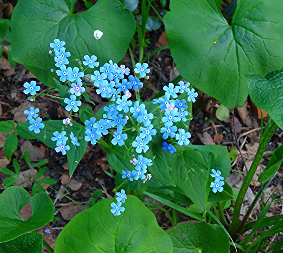 Бруннера Сибирская Brunnera sibirica
