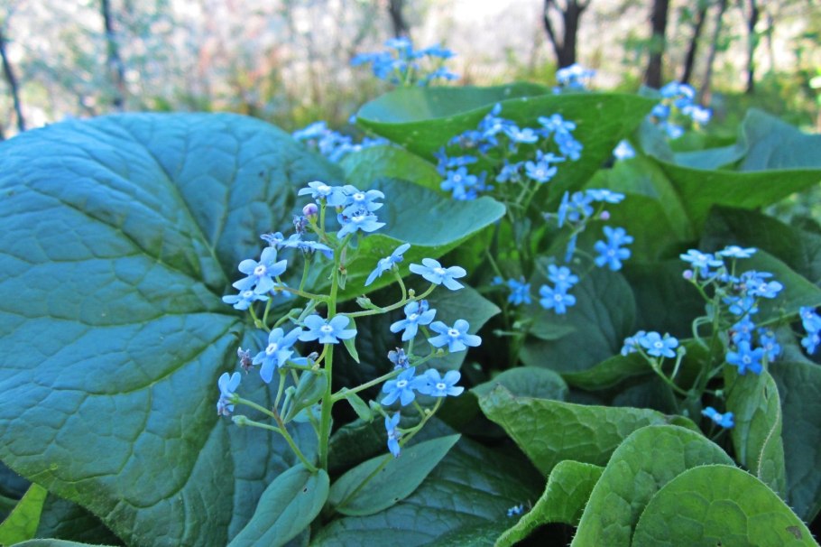 Незабудка Бруннера