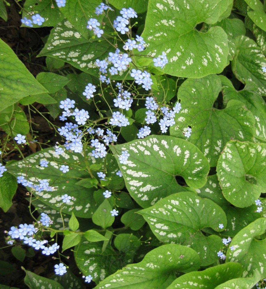 Бруннера крупнолистная variegata