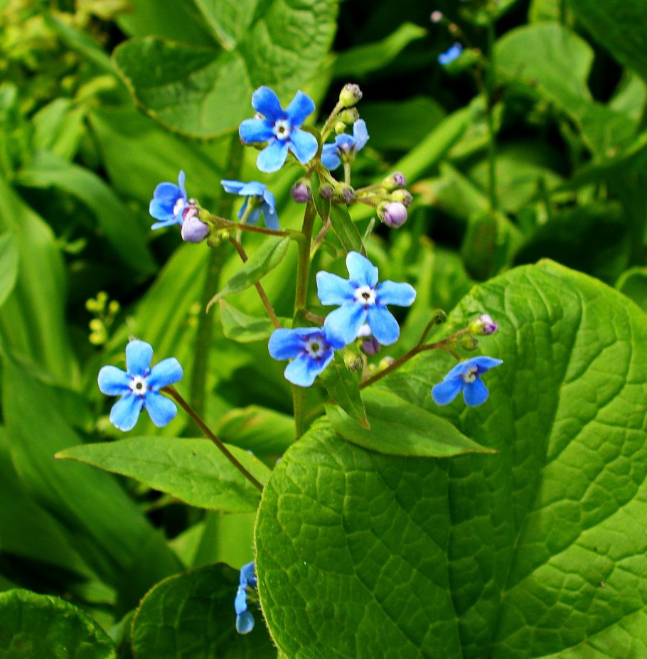 Brunnera Stev. (Бруннера