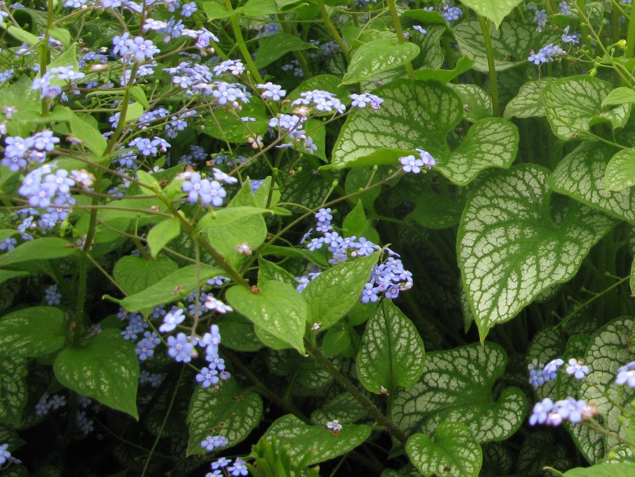 Бруннера Сибирская Незабудочник