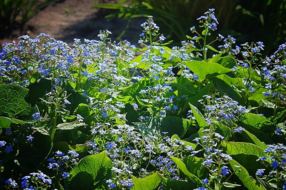 Brunnera macrophylla