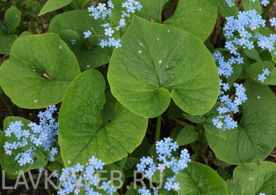 Незабудочник Бруннера