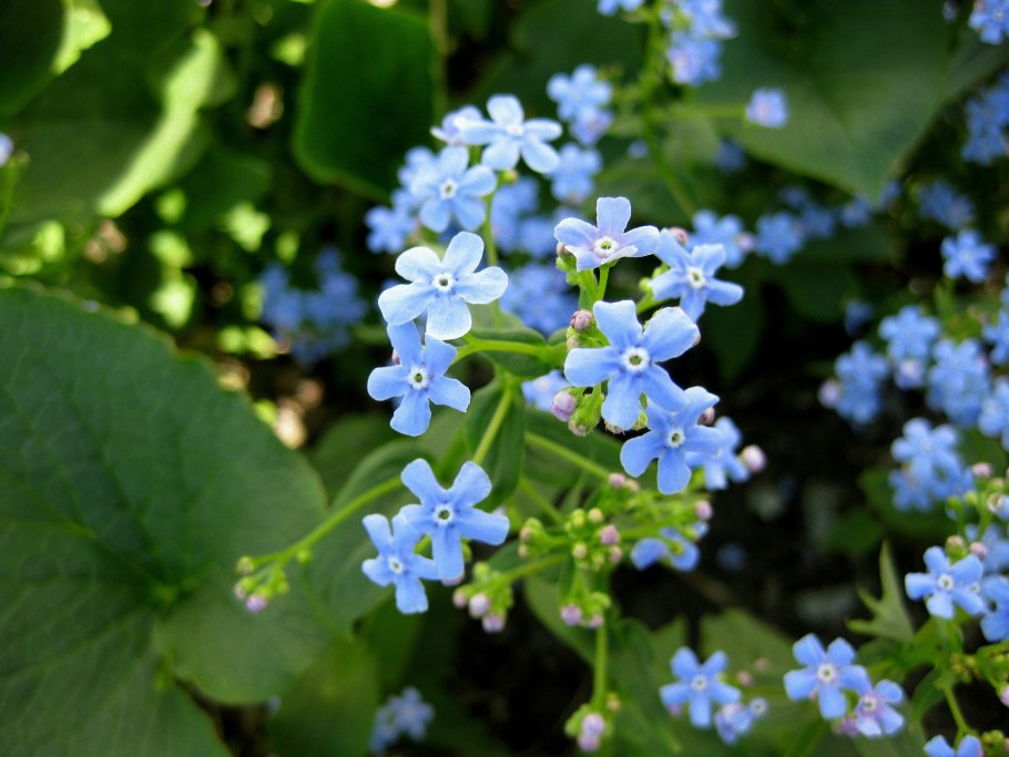 Бруннера Сибирская Brunnera sibirica