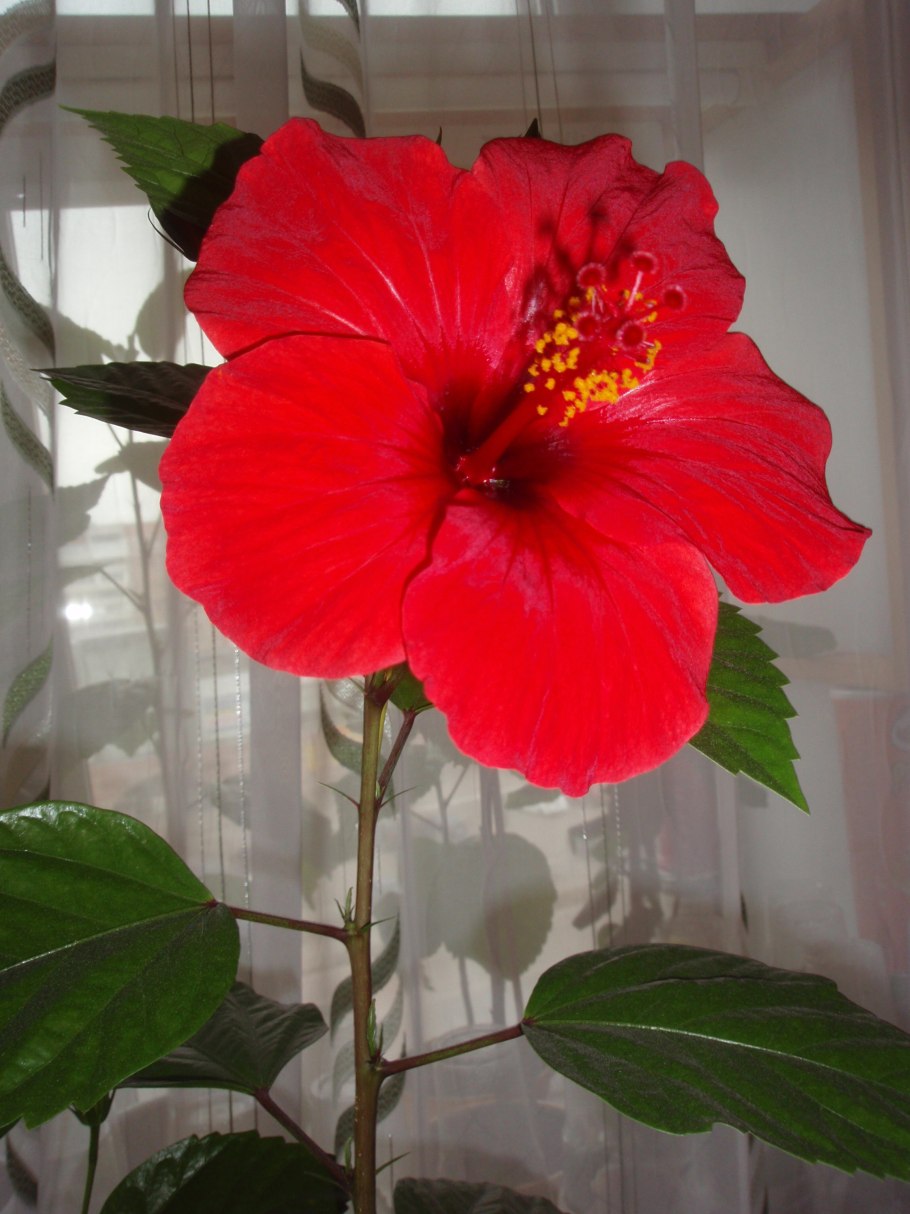 Гибискус Дабл Пинк