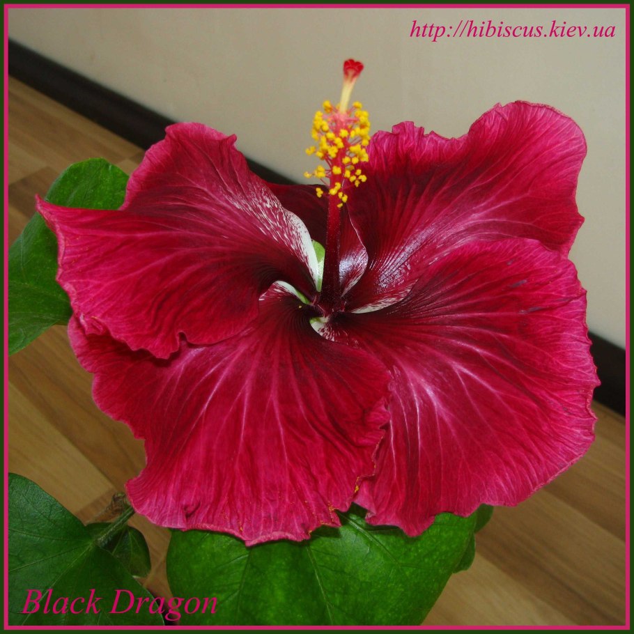 Гибискус роза sinensis