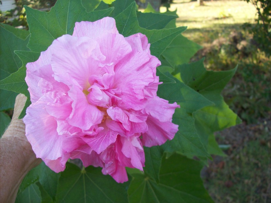 Гибискус Зарагоза розовый махровый