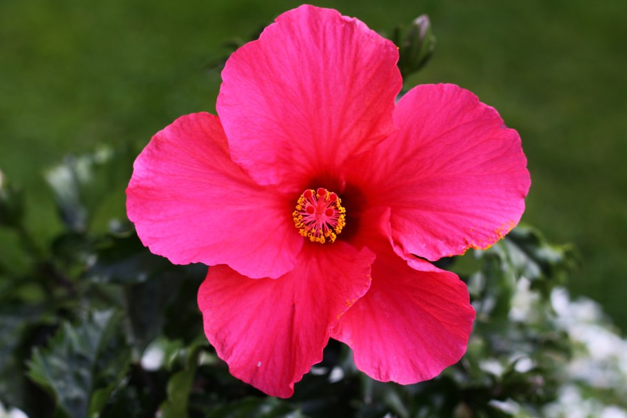 Гибискус дома