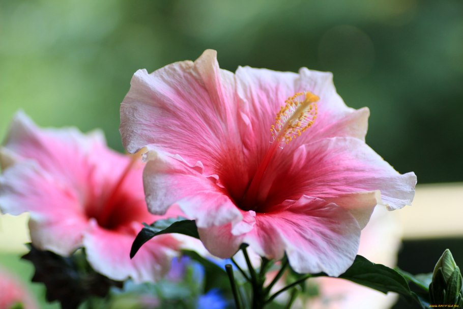 Бургунди вайн гибискус