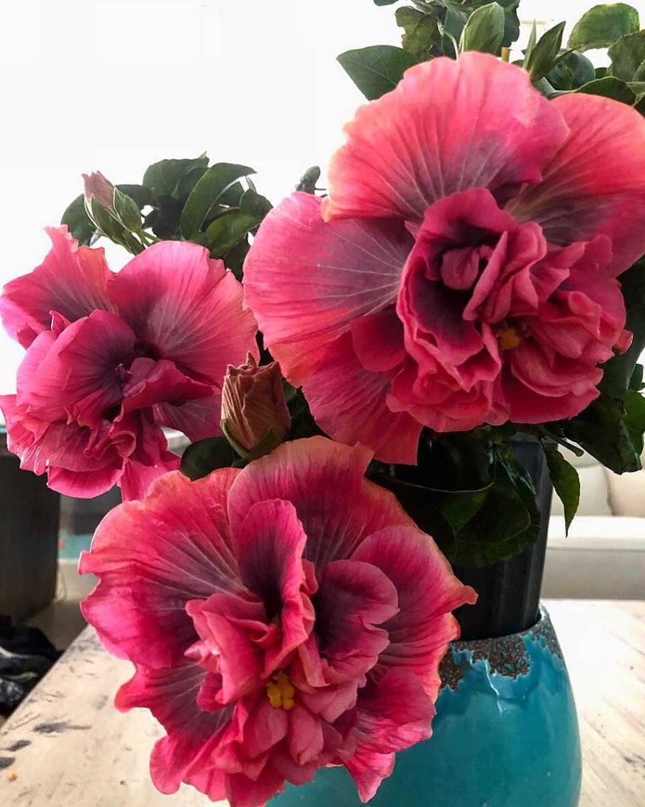 Гибискус древовидный махровый малиновый