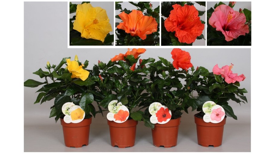 Гибискус Sunny Zaragoza