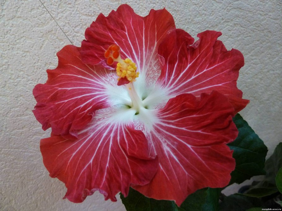 Гибискус лианообразный