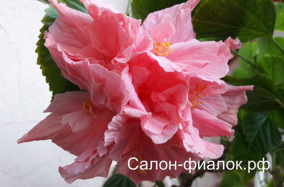 Гибискус розовый махровый