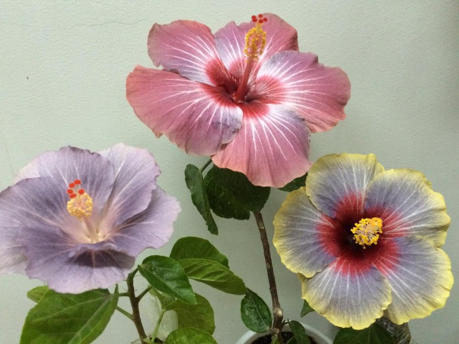 Гибискус Double Pink