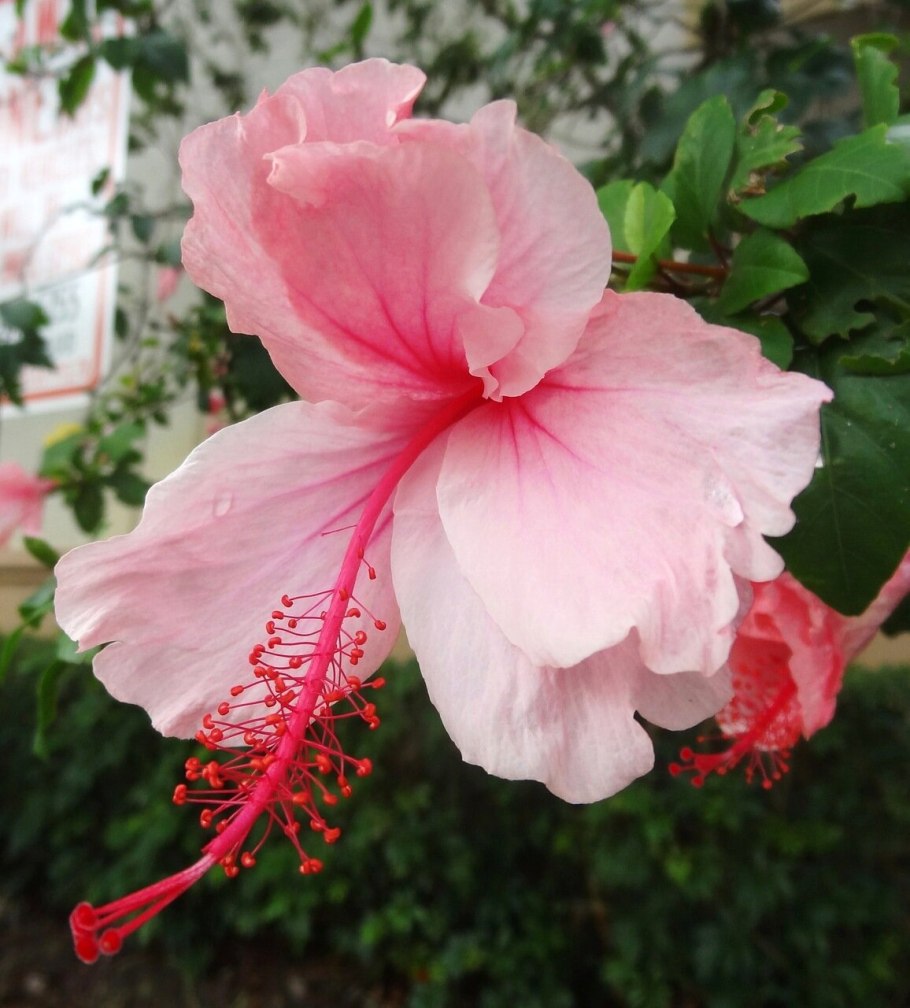 Гибискус розовый